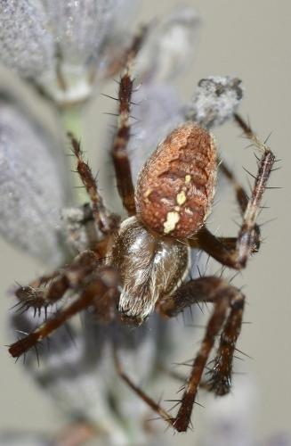 Araneus diadematus
